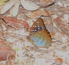 Lexias dirtea