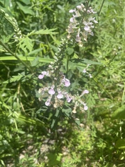 Teucrium