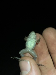 Leptodactylus discodactylus