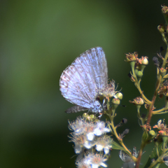Celastrina lucia