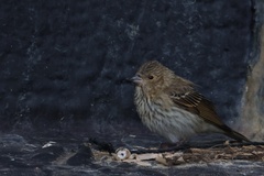 Carpodacus erythrinus