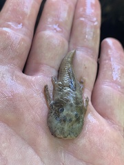 Chaetostoma