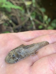 Chaetostoma