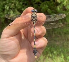 Ictinogomphus ferox