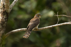 Hierococcyx nisicolor