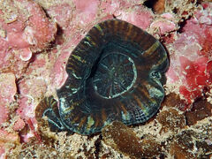 Homophyllia australis