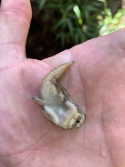 Chaetostoma