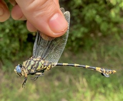 Ictinogomphus ferox
