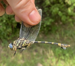 Ictinogomphus ferox
