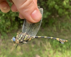 Ictinogomphus ferox