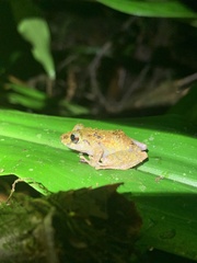 Pristimantis tamia