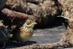 Emberiza fucata