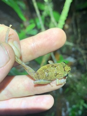 Pristimantis tamia
