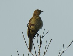 Andropadus importunus