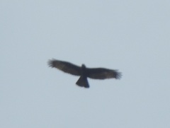 Pernis ptilorhynchus