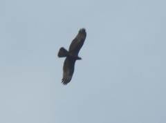 Pernis ptilorhynchus