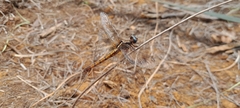 Orthetrum azureum