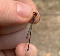 Pseudagrion massaicum