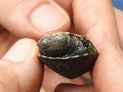 Pelusios castanoides