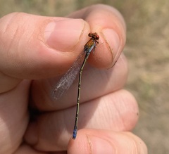 Pseudagrion massaicum