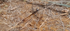 Orthetrum azureum
