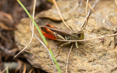 Chorthippus eisentrauti