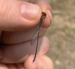 Pseudagrion massaicum