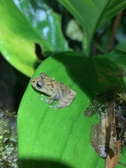 Pristimantis tamia