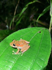 Pristimantis tamia