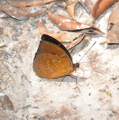 Lexias dirtea