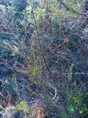 Asparagus rubicundus