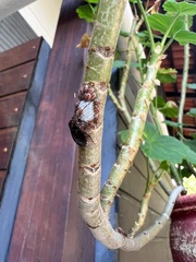 Antiteuchus