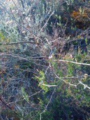 Asparagus rubicundus