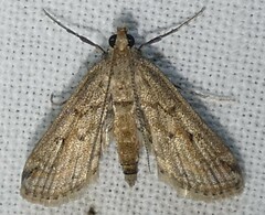 Parapoynx allionealis