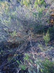 Asparagus rubicundus