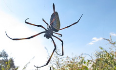 Trichonephila inaurata