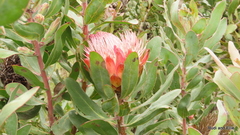 Protea