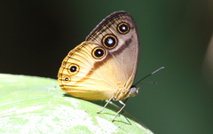 Mycalesis duponchelii