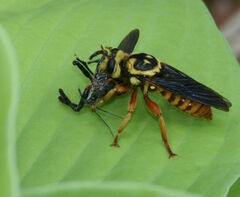 Laphria saffrana
