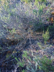 Asparagus rubicundus