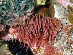 Isanemonia australis