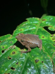 Rhinella festae