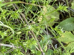 Sabulina tenuifolia
