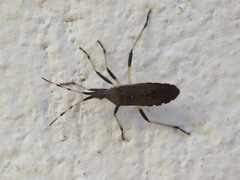 Dicranocephalus albipes