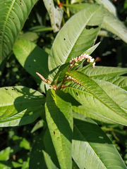 Persicaria lapathifolia