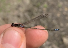 Pseudagrion hamoni