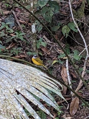 Eucometis penicillata