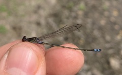 Pseudagrion hamoni