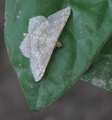 Psamatodes abydata
