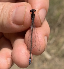 Pseudagrion hamoni